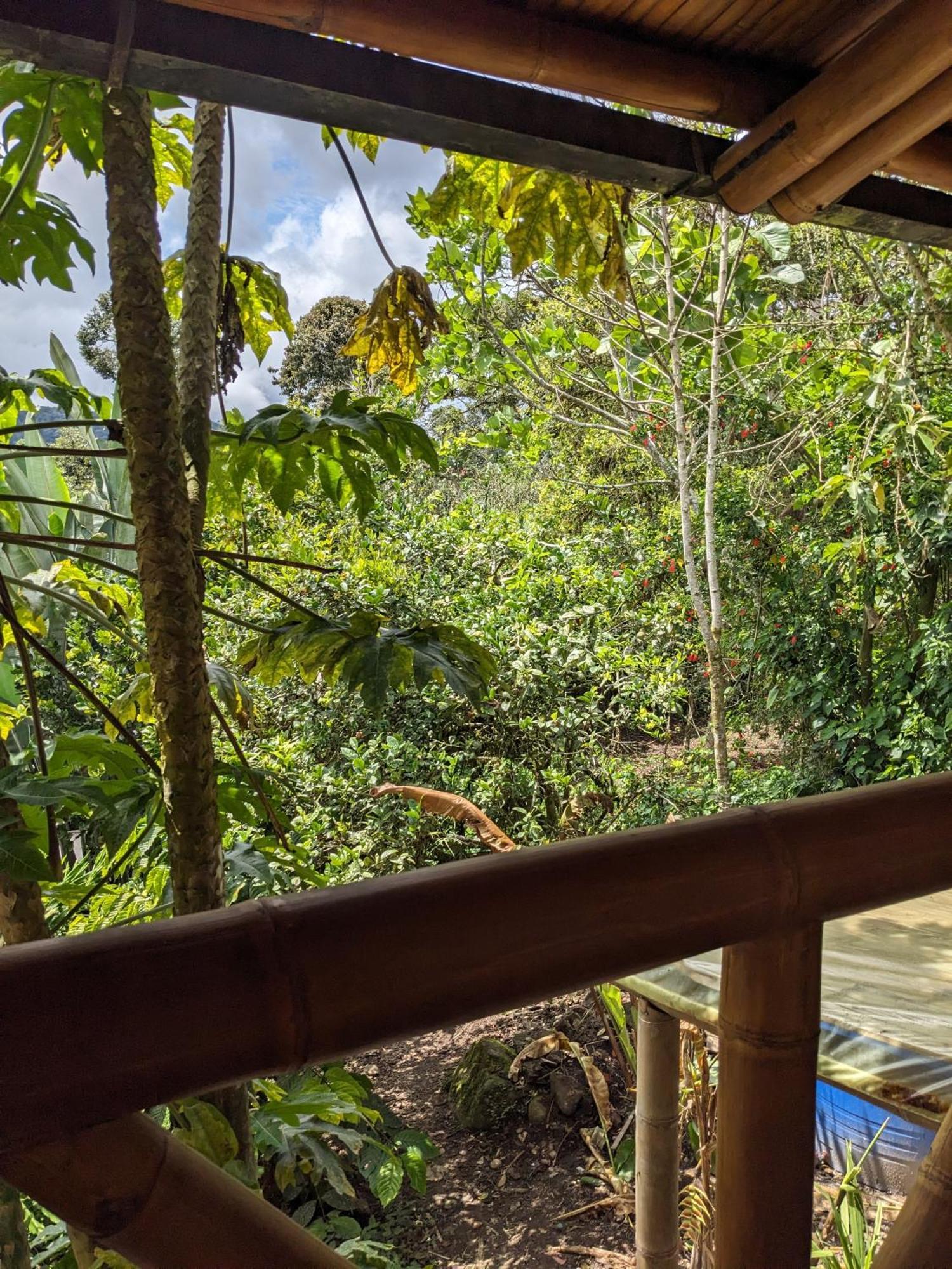 Golden Tree Mindo Eco-Lodge Екстер'єр фото